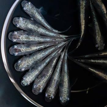 Amazon | [AiO JAPAN] メダカ 白虎 成魚 産卵サイズ 4ペア+保証2